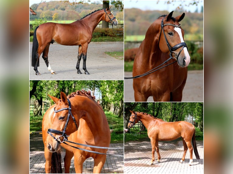 Westphalian Mare 3 years 16 hh Chestnut-Red in Sieversdorf-Hohenofen