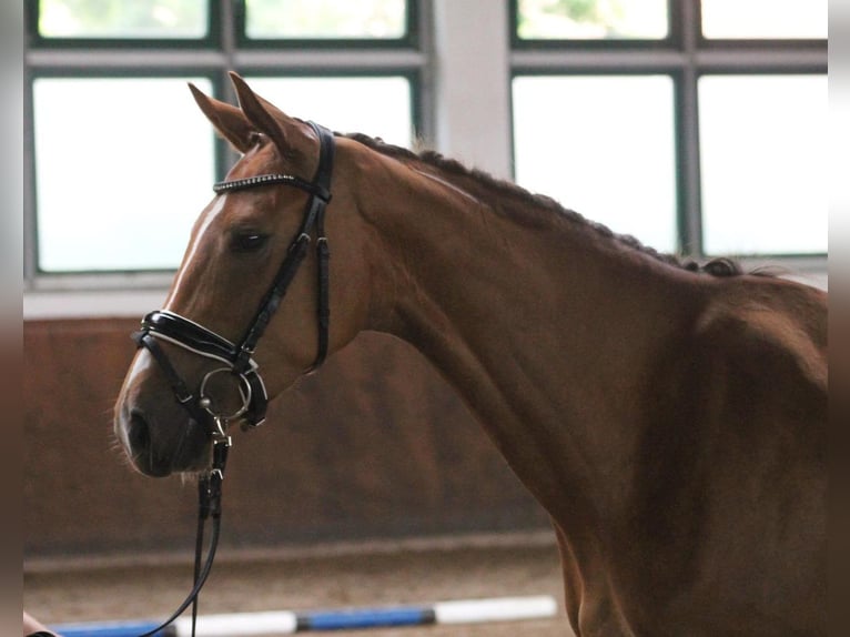 Westphalian Mare 3 years 16 hh Chestnut-Red in Sieversdorf-Hohenofen
