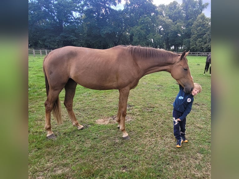 Westphalian Mare 3 years 16 hh Chestnut-Red in Sieversdorf-Hohenofen