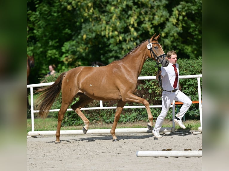 Westphalian Mare 3 years 16 hh Chestnut-Red in Sieversdorf-Hohenofen