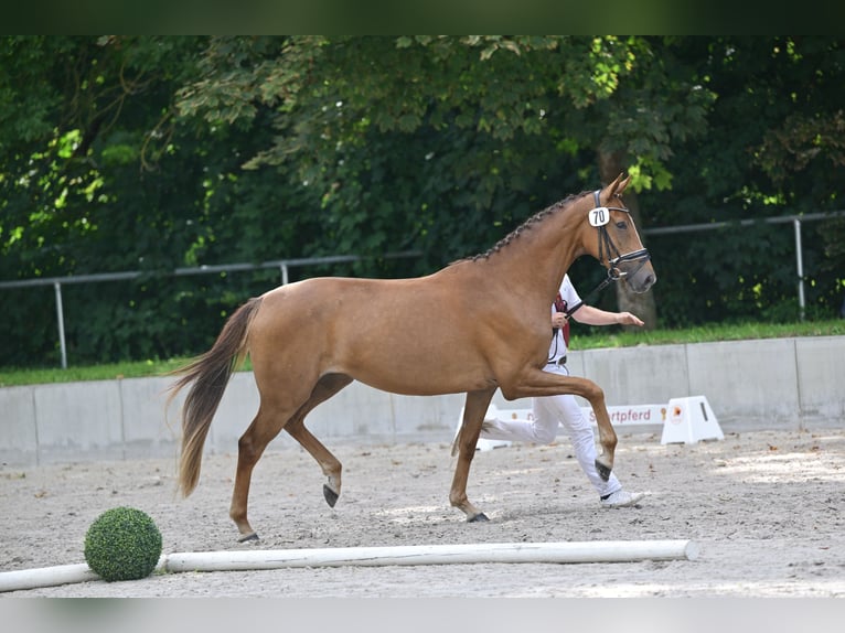 Westphalian Mare 3 years 16 hh Chestnut-Red in Sieversdorf-Hohenofen