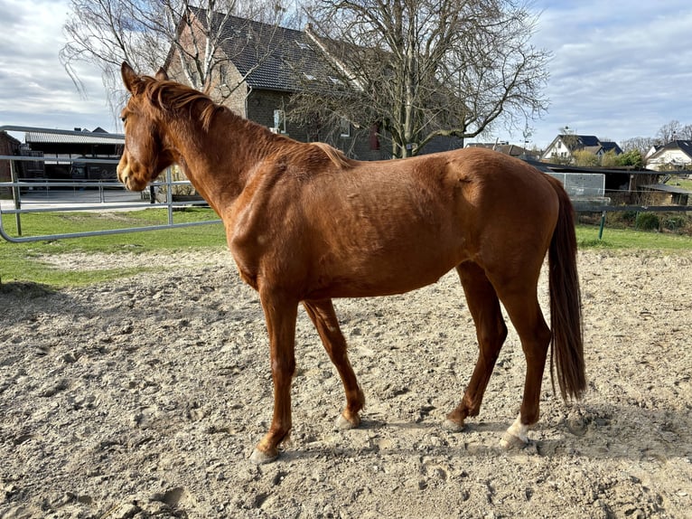 Westphalian Mare 3 years 16 hh Chestnut-Red in Soest