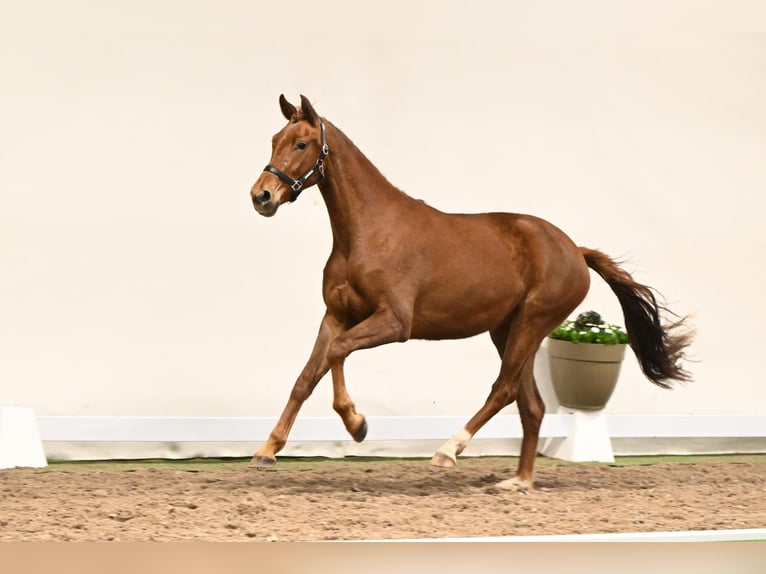 Westphalian Mare 3 years 16 hh Chestnut-Red in Lüdinghausen