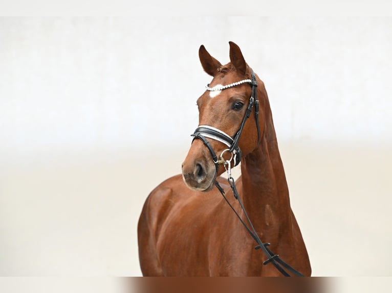 Westphalian Mare 3 years 16 hh Chestnut-Red in Lüdinghausen