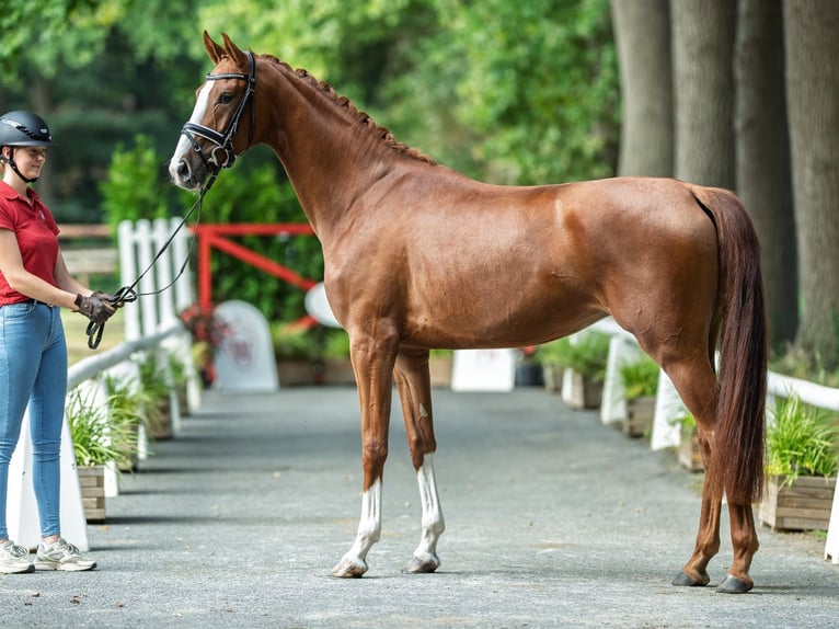 Westphalian Mare 3 years 16 hh Chestnut-Red in M&#xFC;nster