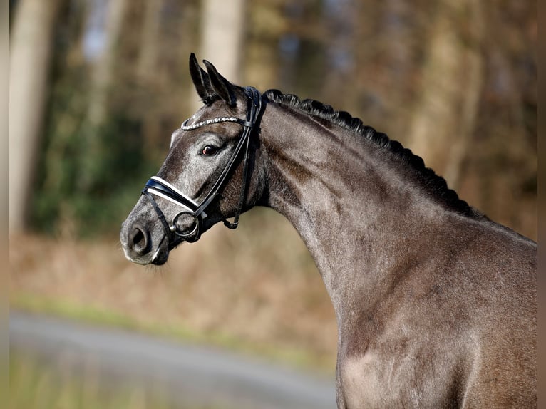 Westphalian Mare 3 years 16 hh Grey-Dark-Tan in Steinfurt