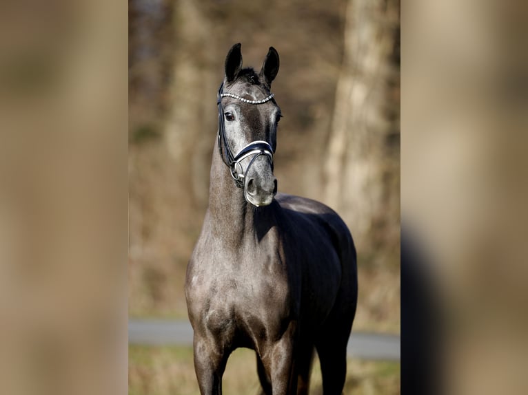 Westphalian Mare 3 years 16 hh Grey-Dark-Tan in Steinfurt