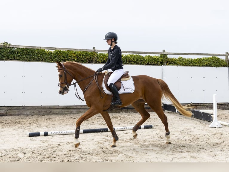 Westphalian Mare 3 years 16 hh  in Waddinxveen
