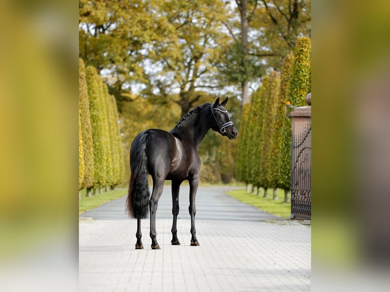 Westphalian Mare 3 years 16 hh Smoky-Black in Steinfurt