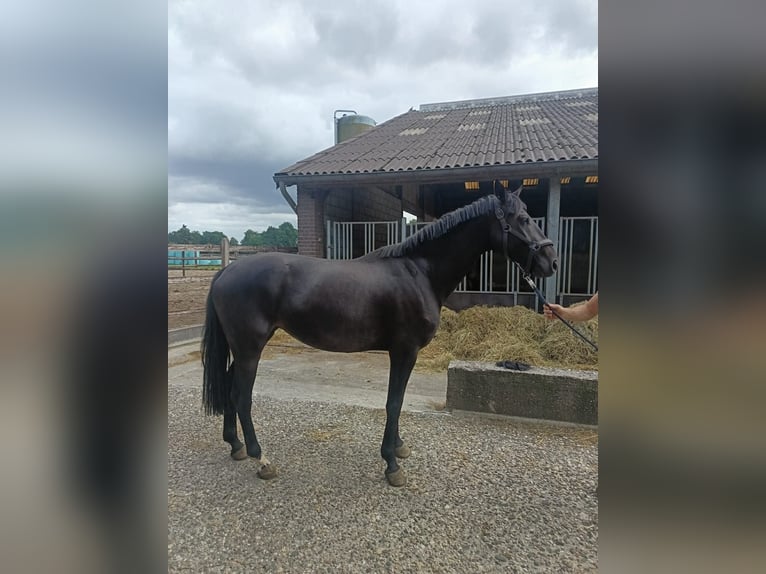 Westphalian Mare 3 years 16 hh Smoky-Black in Bocholt