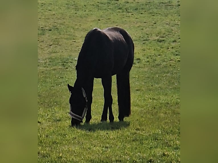 Westphalian Mare 3 years 16 hh Smoky-Black in Auetal Wiersen