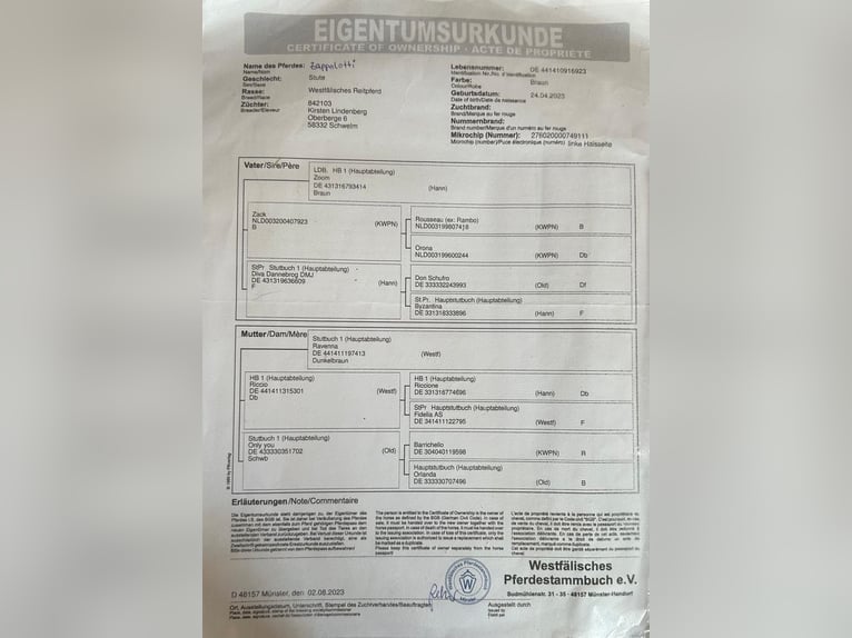 Westphalian Mare 3 years 16,1 hh Bay-Dark in Ritterhude/Bremen