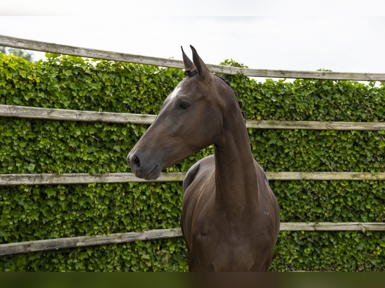 Westphalian Mare 3 years 16,1 hh Bay-Dark in Waddinxveen