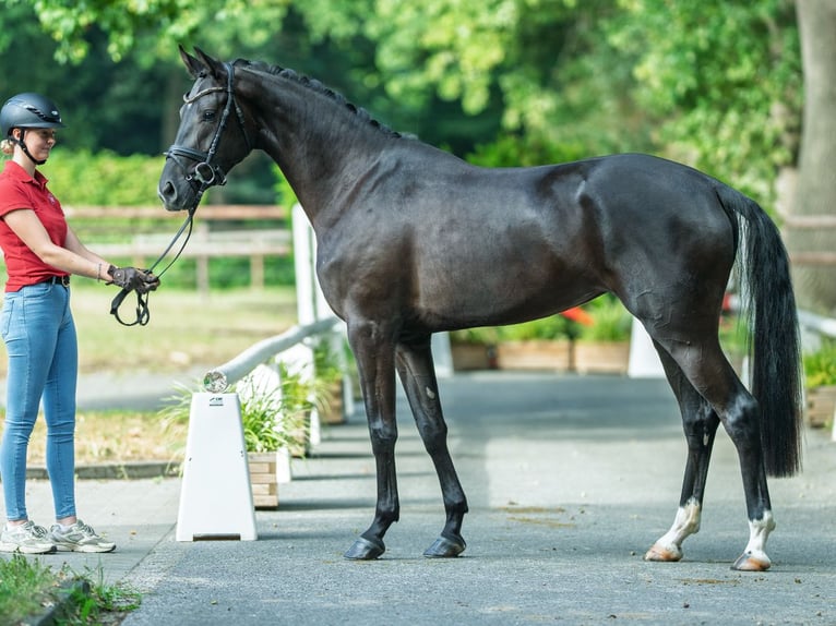 Westphalian Mare 3 years 16,1 hh Black in M&#xFC;nster-Handorf