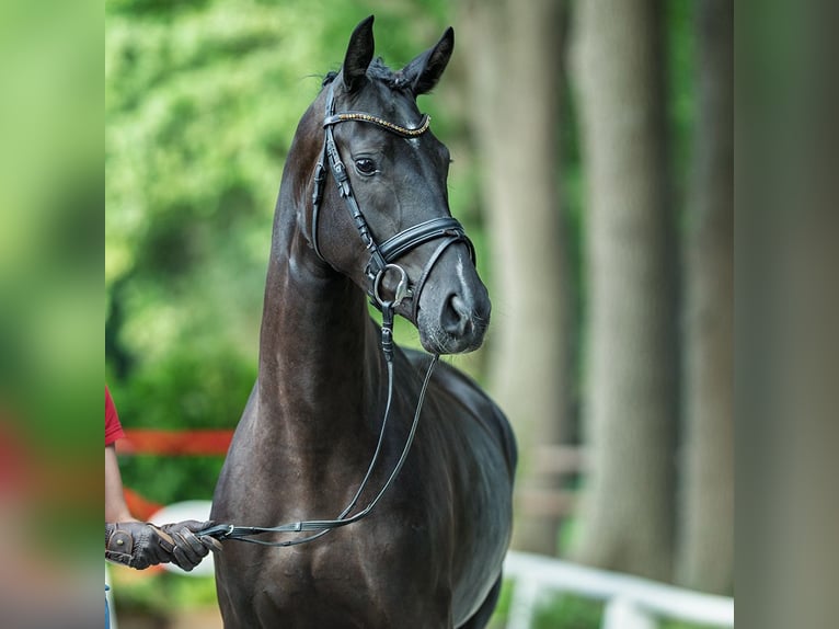 Westphalian Mare 3 years 16,1 hh Black in M&#xFC;nster-Handorf