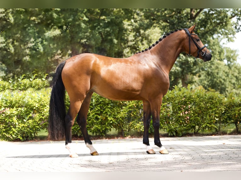 Westphalian Mare 3 years 16,1 hh Brown in Sch&#xFC;ttorf