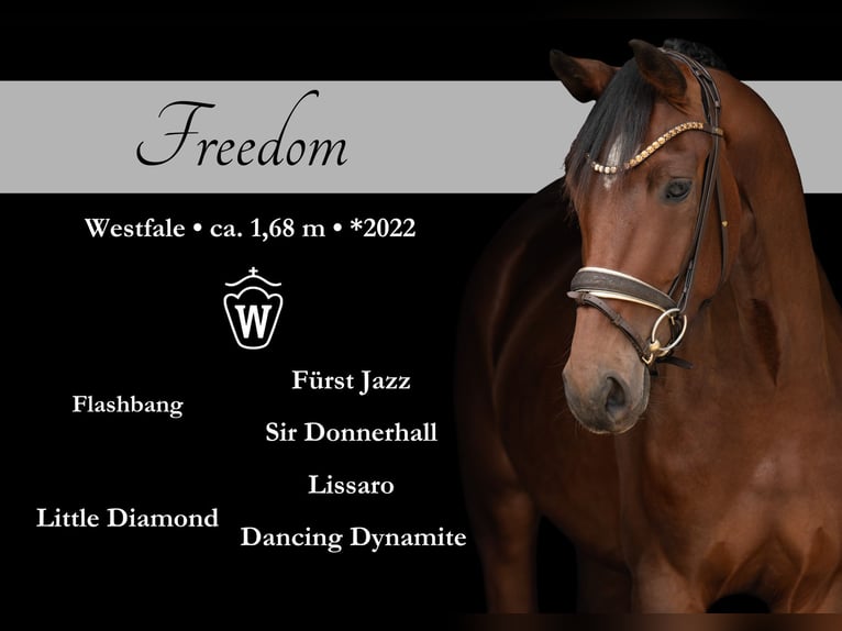 Westphalian Mare 3 years 16,1 hh Brown in Wehringen