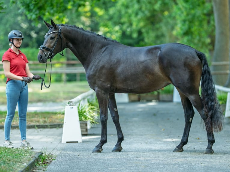 Westphalian Mare 3 years 16,1 hh Brown in M&#xFC;nster-Handorf