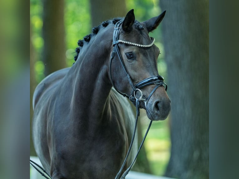 Westphalian Mare 3 years 16,1 hh Brown in M&#xFC;nster-Handorf