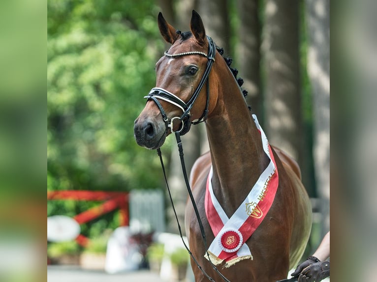 Westphalian Mare 3 years 16,1 hh Brown in M&#xFC;nster-Handorf