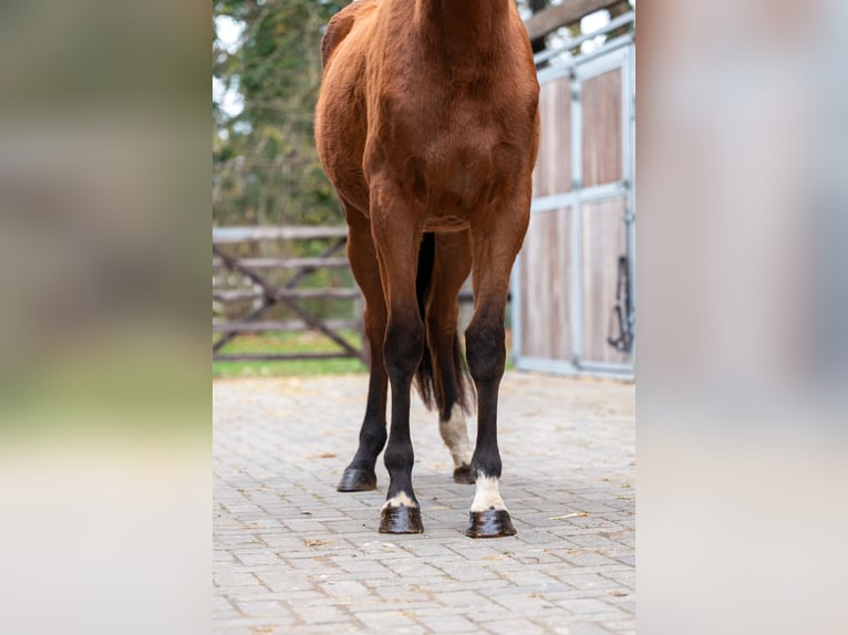 Westphalian Mare 3 years 16,1 hh Brown in GROTE-BROGEL