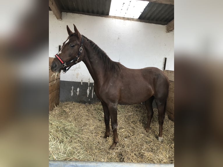 Westphalian Mare 3 years 16,1 hh Chestnut in Bonn