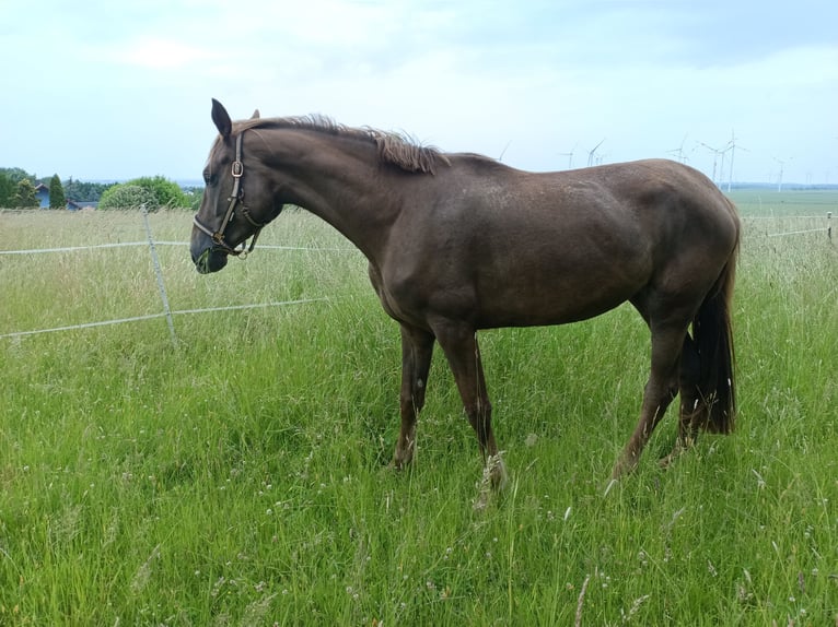 Westphalian Mare 3 years 16,1 hh Chestnut in M&#xFC;geln