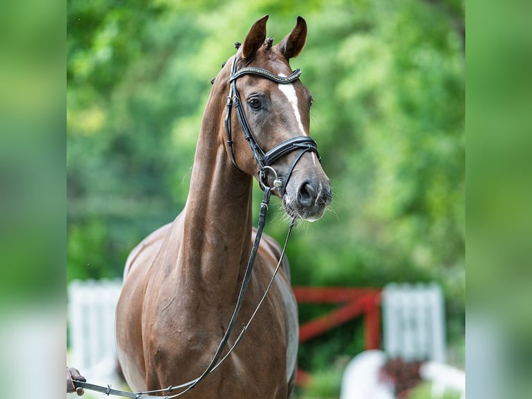 Westphalian Mare 3 years 16,1 hh Chestnut in M&#xFC;nster
