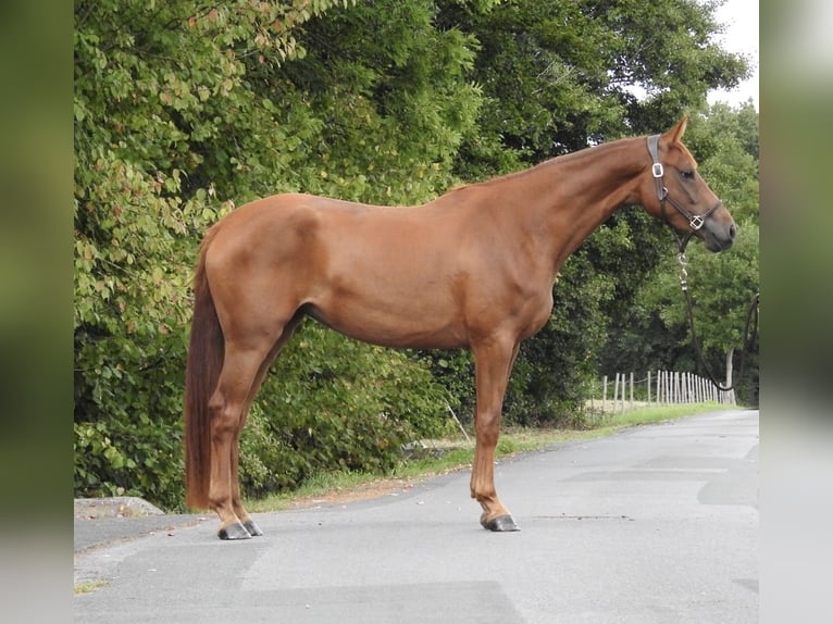 Westphalian Mare 3 years 16,1 hh Chestnut-Red in Verl