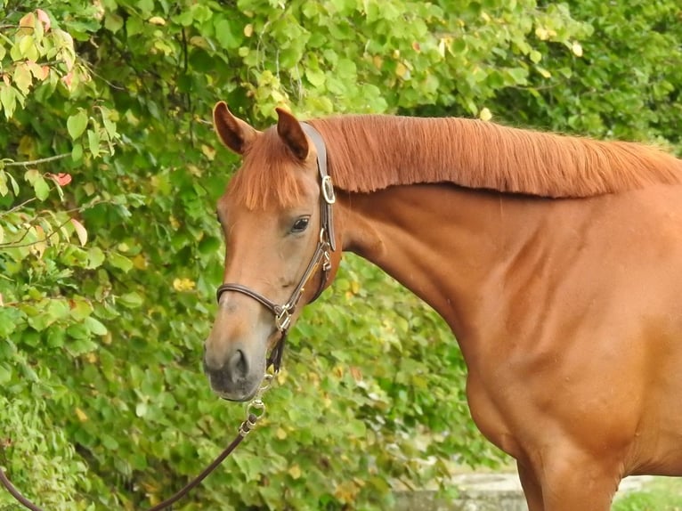 Westphalian Mare 3 years 16,1 hh Chestnut-Red in Verl