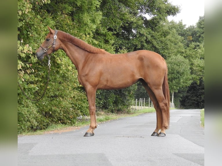 Westphalian Mare 3 years 16,1 hh Chestnut-Red in Verl