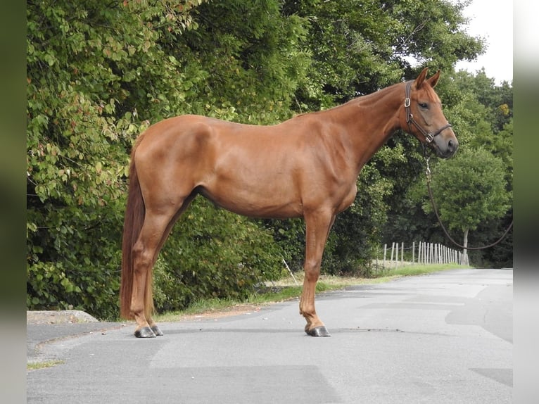 Westphalian Mare 3 years 16,1 hh Chestnut-Red in Verl