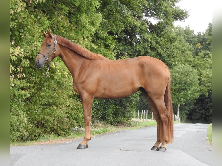 Westphalian Mare 3 years 16,1 hh Chestnut-Red in Verl