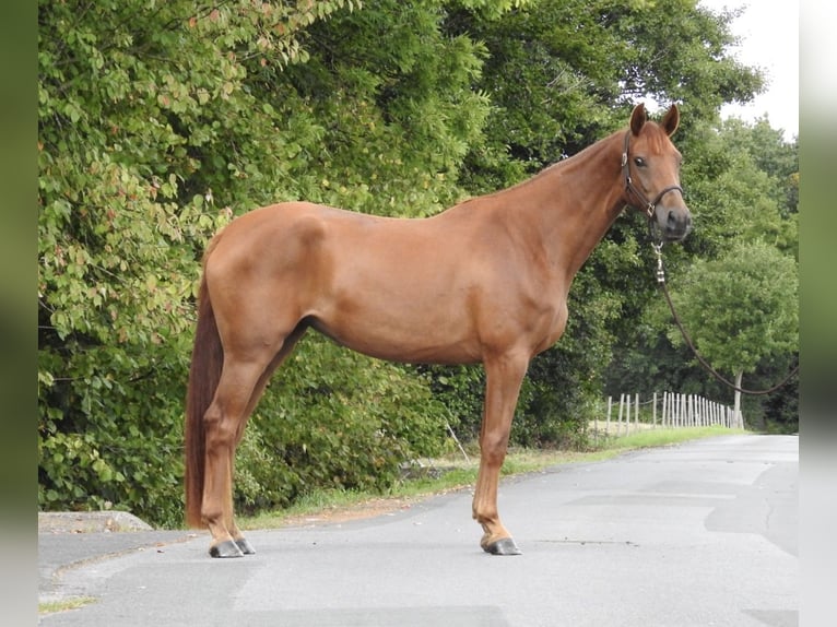 Westphalian Mare 3 years 16,1 hh Chestnut-Red in Verl