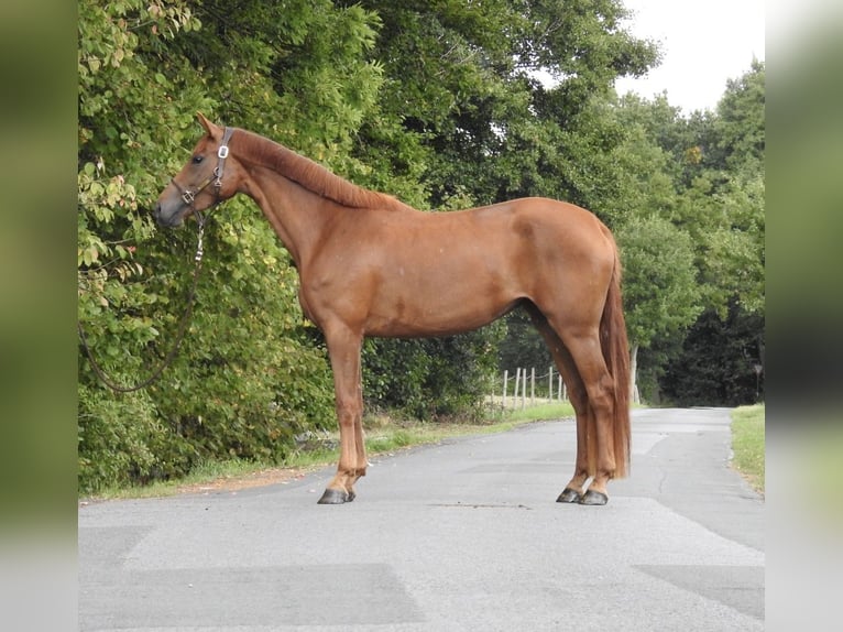 Westphalian Mare 3 years 16,1 hh Chestnut-Red in Verl