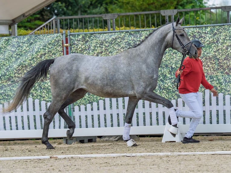 Westphalian Mare 3 years 16,1 hh Grey in M&#xFC;nster-Handorf