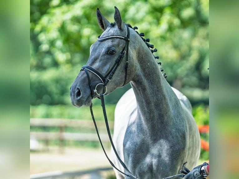 Westphalian Mare 3 years 16,1 hh Grey in M&#xFC;nster-Handorf