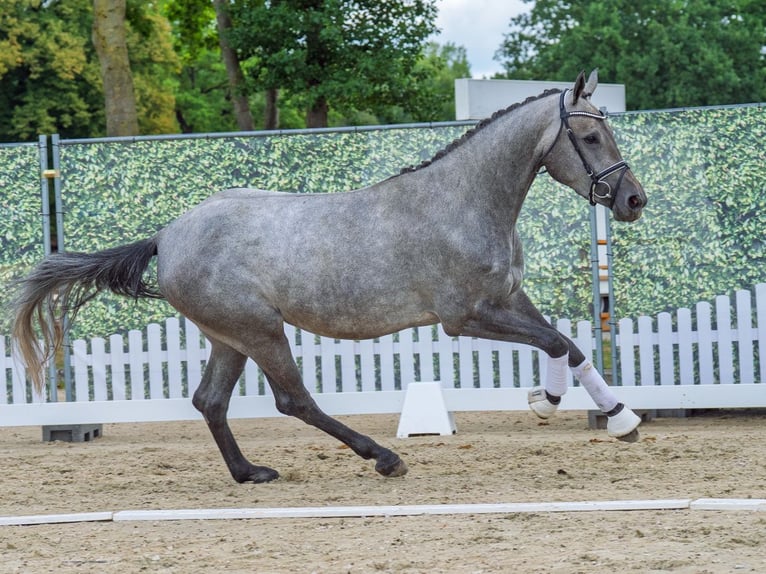 Westphalian Mare 3 years 16,1 hh Grey in M&#xFC;nster-Handorf