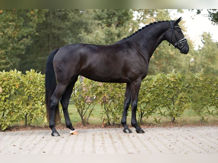 Westphalian Mare 3 years 16,1 hh Smoky-Black in Sch&#xFC;ttorf
