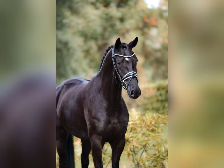 Westphalian Mare 3 years 16,1 hh Smoky-Black in Sch&#xFC;ttorf