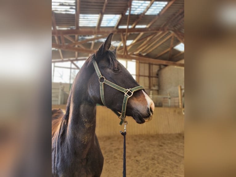 Westphalian Mare 3 years 16,1 hh Smoky-Black in Herborn