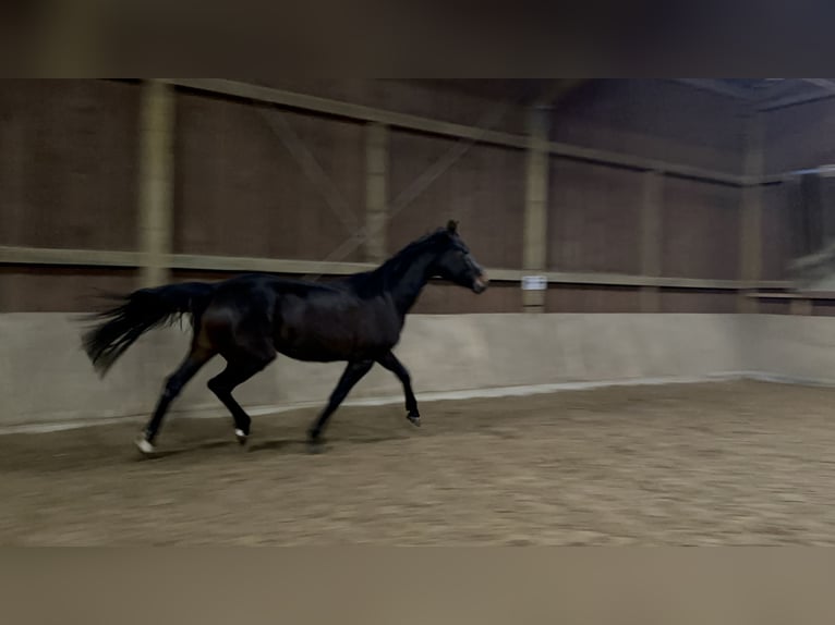 Westphalian Mare 3 years 16,2 hh Bay-Dark in Arnsberg