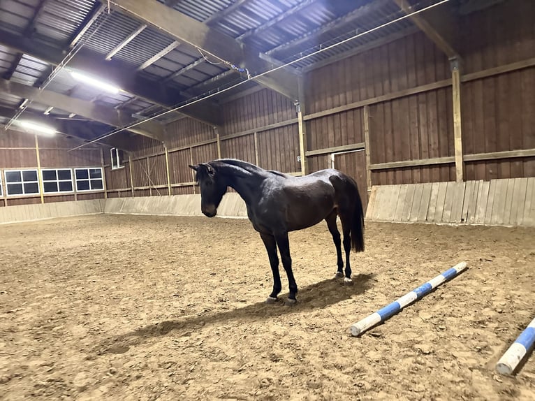 Westphalian Mare 3 years 16,2 hh Bay-Dark in Arnsberg