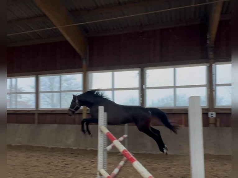 Westphalian Mare 3 years 16,2 hh Bay-Dark in Arnsberg
