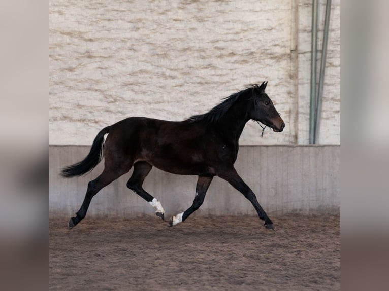 Westphalian Mare 3 years 16,2 hh Bay-Dark in Rheinbach