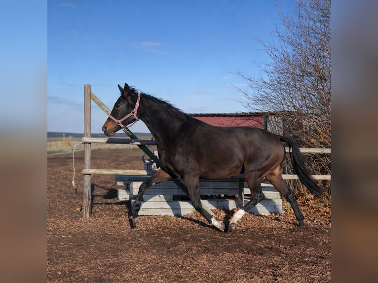 Westphalian Mare 3 years 16,2 hh Bay-Dark in Rheinbach