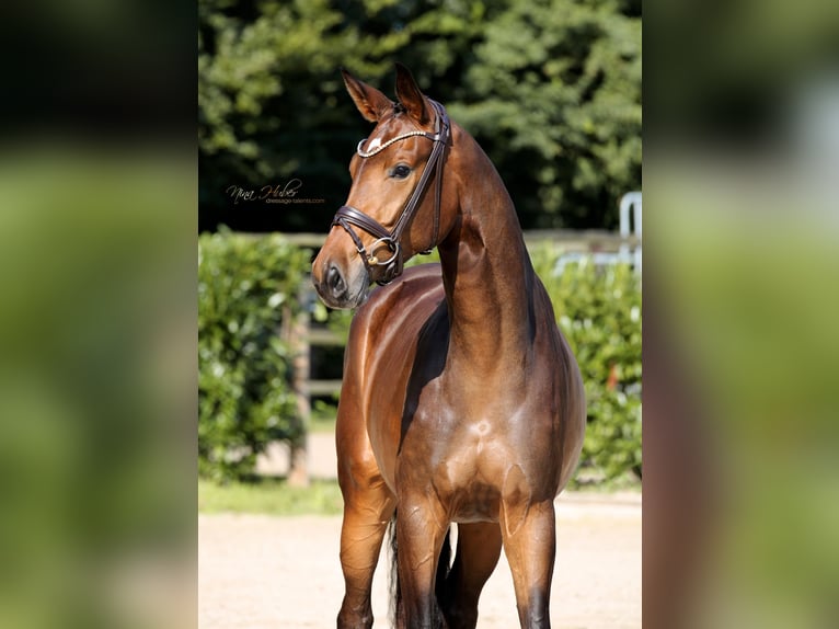 Westphalian Mare 3 years 16,2 hh Brown in Recke