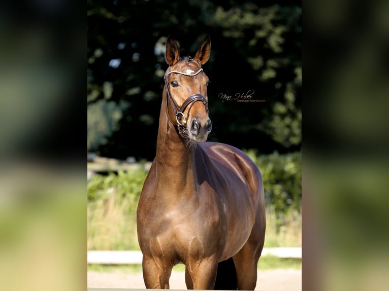 Westphalian Mare 3 years 16,2 hh Brown in Recke