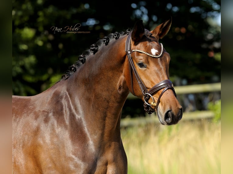 Westphalian Mare 3 years 16,2 hh Brown in Recke