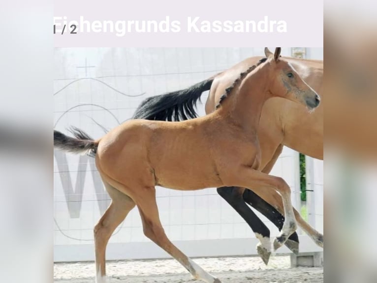 Westphalian Mare 3 years 16,2 hh Brown in Ritterhude/Bremen